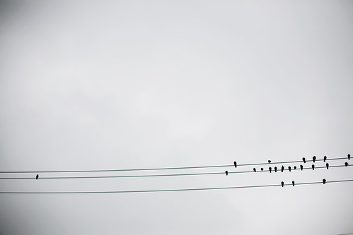 bird on wire.