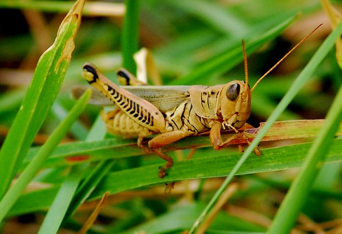 Dining With Grasshoppers