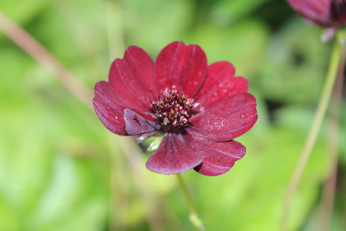 Cosmos Atrosanguineus or Chocolate flower