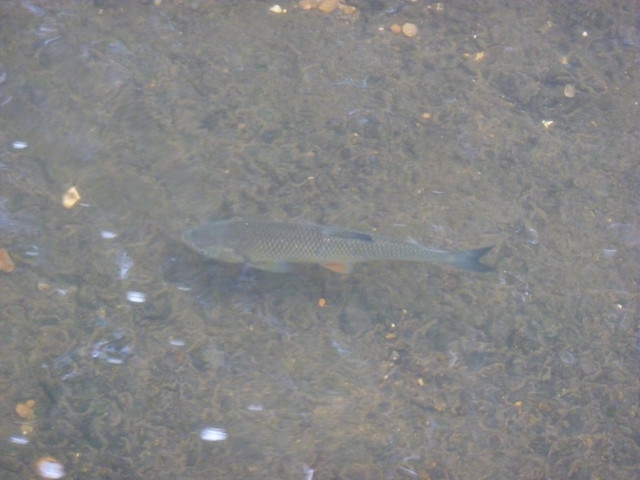Fish swimming in Beverley Brook