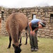 talking to the llama