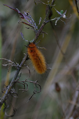 Caterpillar DSC_1687 by Mully410 * Images