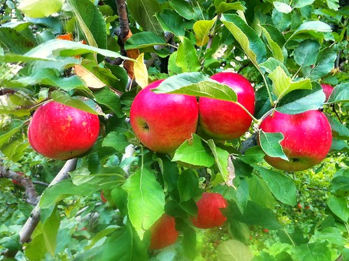 Apples in Granville MA