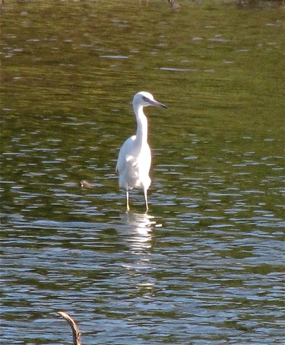Little Blue Heron at Evergreen Lake 04