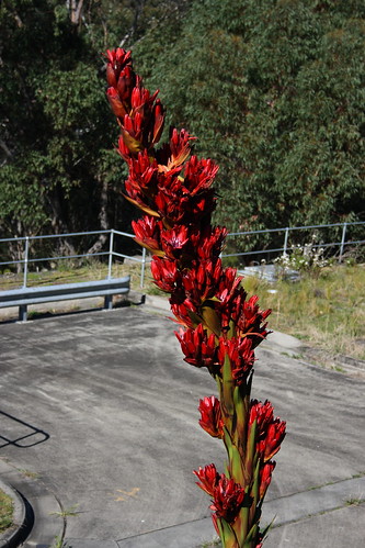 Flowers on Giant Spear Lily