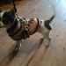 Oreo the chihwawa jack russel sporting her new coat