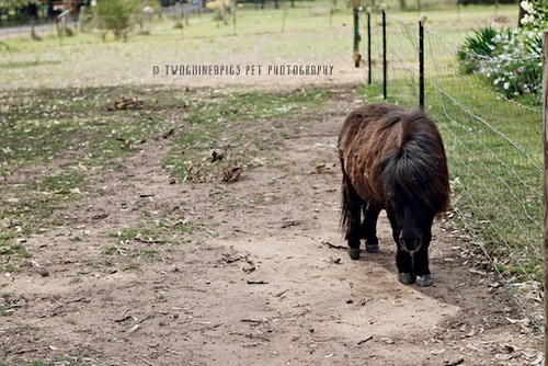 William the pony at Lynkeys, by twoguineapigs pet photography