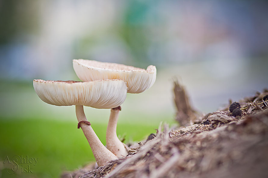 More Mushrooms RS