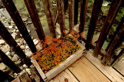 Wood bridge, wood box with local plant, fall colors, railing, river, Breitenbush Hot Springs, Breitenbush, Oregon, USA by Wonderlane