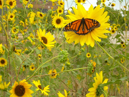 sunflowers and monarch