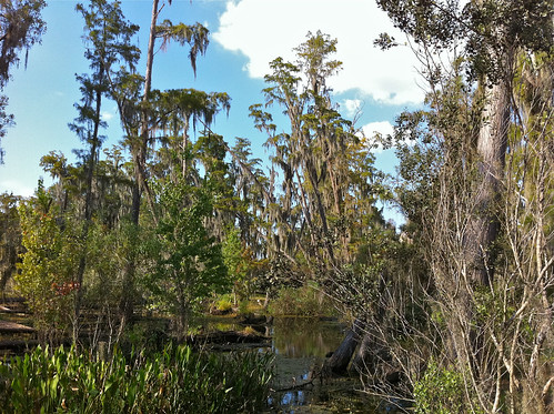 Rosen Shingle Creek Nature trail by alumroot