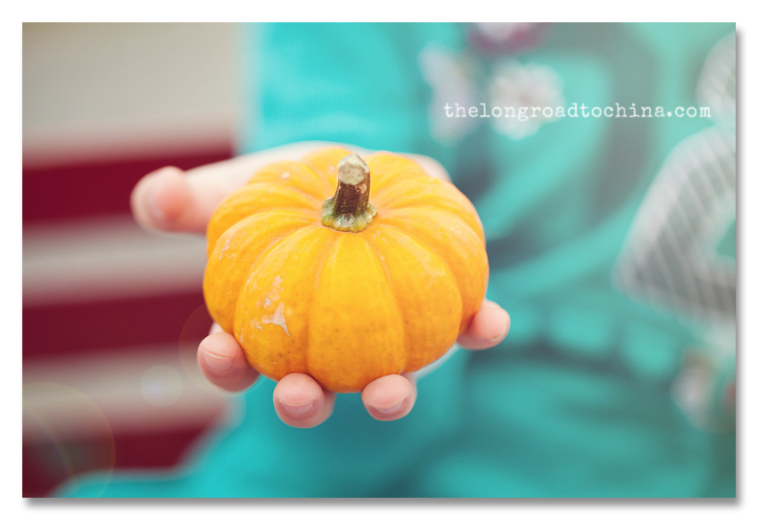 Orange Mini Pumpkin in Hand BLOG