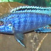 Melanochromis joanjohnsonae Likoma Island