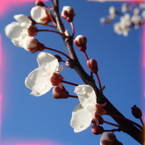 Cherry blossom - light leak