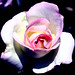 White_Rose_by_jstagrlnd