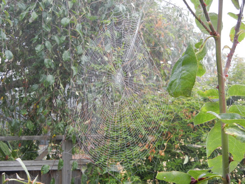 Spider Web _ 4717