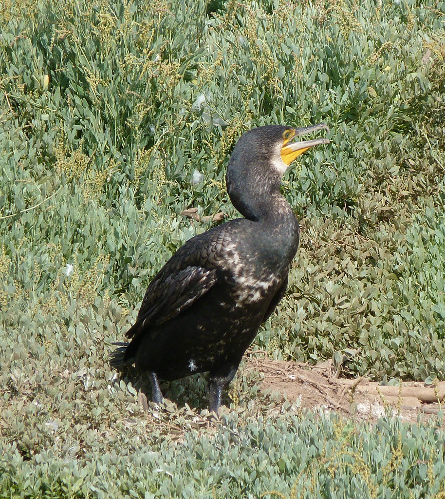17-09-2011-our-cormorant
