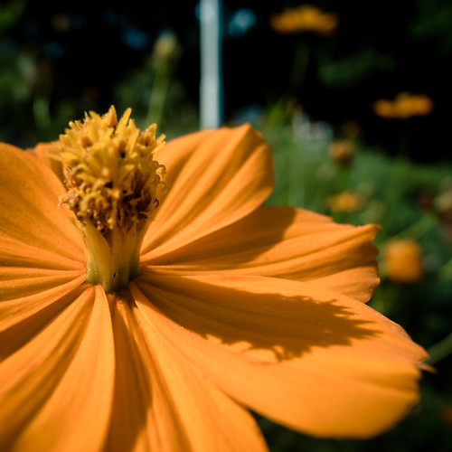 End of Summer Sun Dial Flower