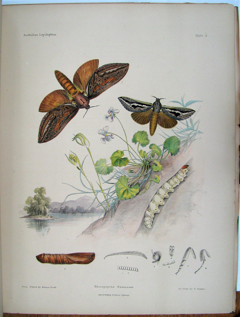 Scott - Lepidoptera - Plate 4