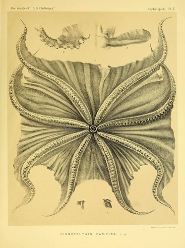 008-Report on the Cephalopoda collected by H. M. S. Challenger …1886- William Evans Hoyle.