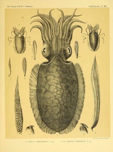 009-Report on the Cephalopoda collected by H. M. S. Challenger …1886- William Evans Hoyle.