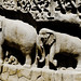 The famous elephants of Mahabalipuram