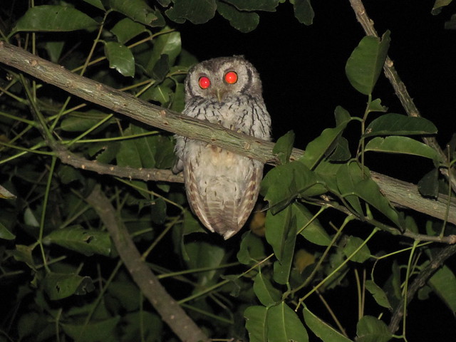 Koepcke's Screech-owl (Megascops koepckeae) 