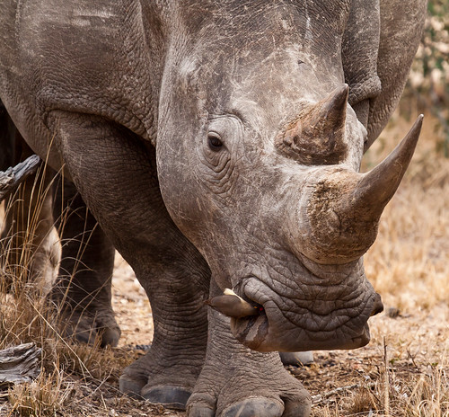 World Rhino Day - 22 September 2011 by gerdavs