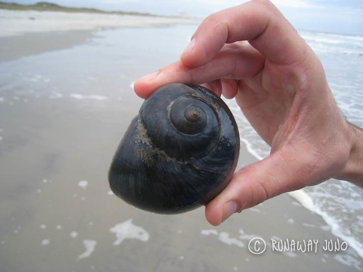 Pretty shell!
