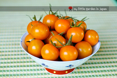 tomato-harvest-2