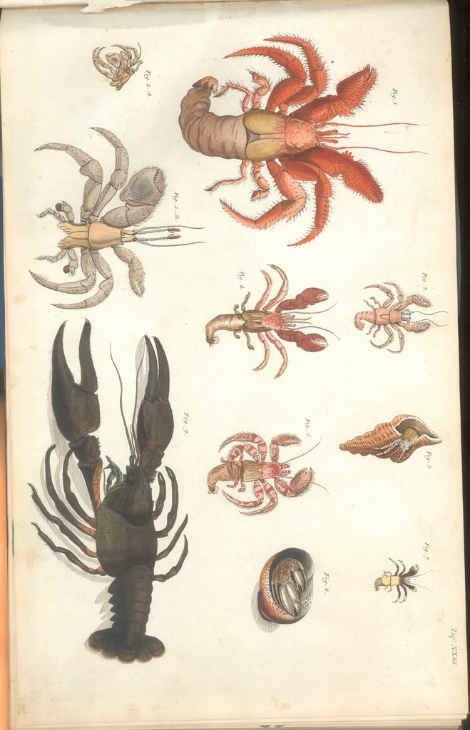Versuch einer Naturgeschichte der Krabben und Krebse d