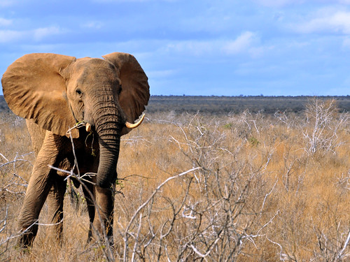 Masai Mara... coming elephant!