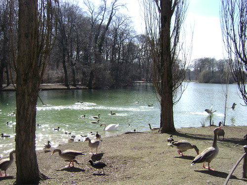 Cisne y patos, Jardín Inglés, Munich 2011, Alemania/Swan and ducks, Englischer Garten, München’ 11, Germany - www.meEncantaViajar.com by javierdoren