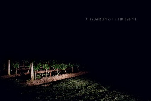 Vineyard at night by twoguineapigs pet photography