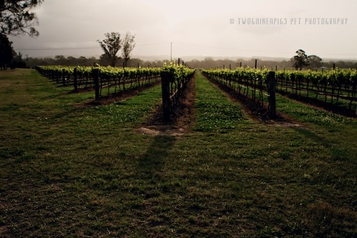 Vineyard by twoguineapigs pet photography