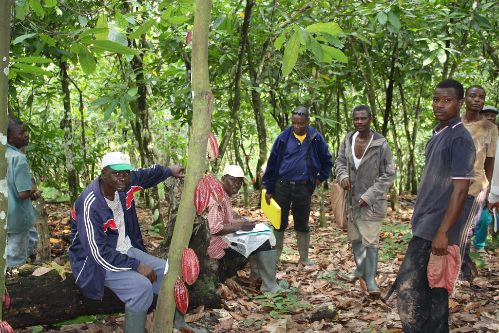Inspection interne cacao bio Togo