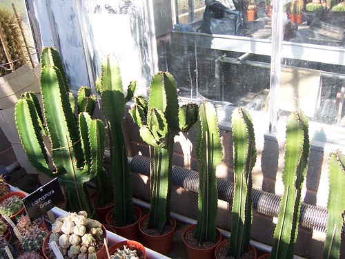 All lined up. Euphorbia Ingens. by srboisvert