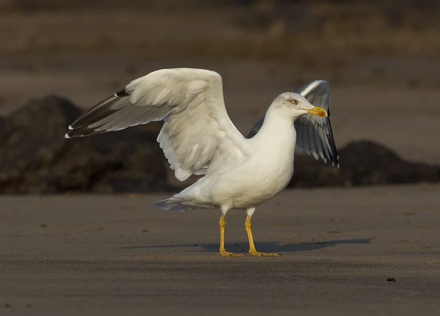 yellow legged gull landing