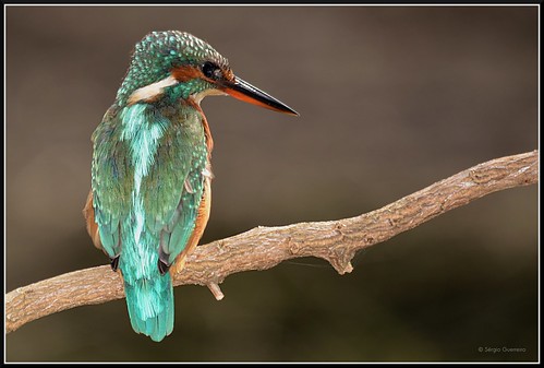 Guarda-rios / Common Kingfisher / (Alcedo atthis) by Sérgio Guerreiro