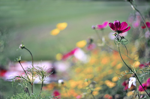 Flowers by Fotosilber