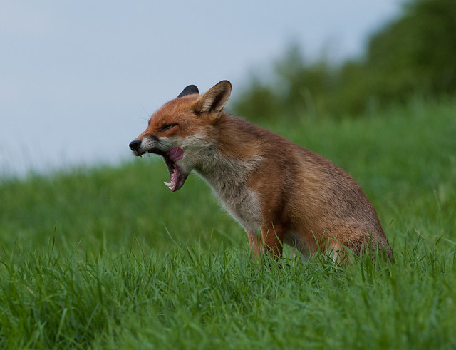 fox yawn tongue