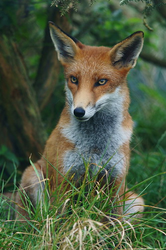 フリー写真素材|動物|哺乳類|狐・キツネ|