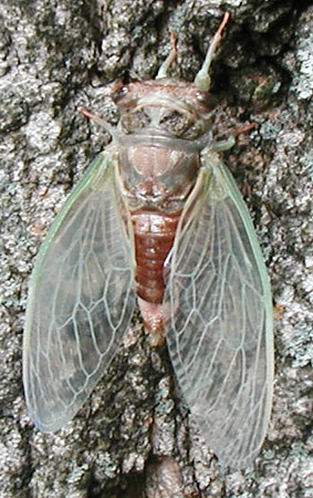 cicada-hatch-1