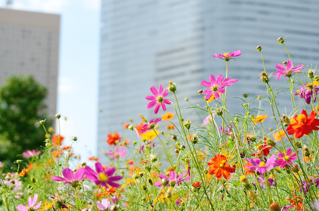 Cosmos in the city