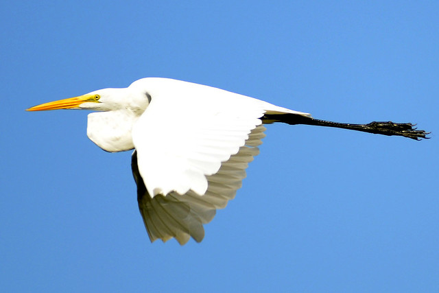 egret flight two 2011