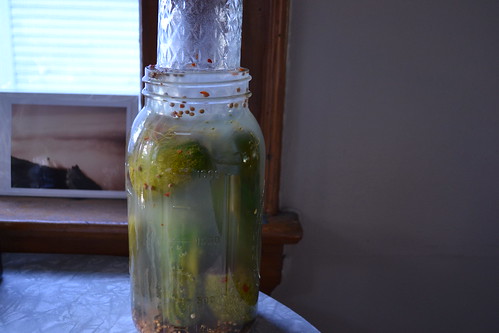 kosher dill pickles