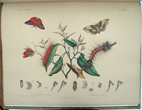 butterfly lithograph