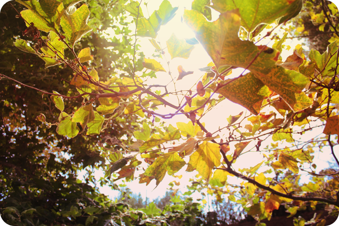 {september} sunflare | autumn
