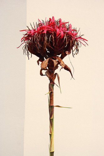 Gymea Lily Flower Head