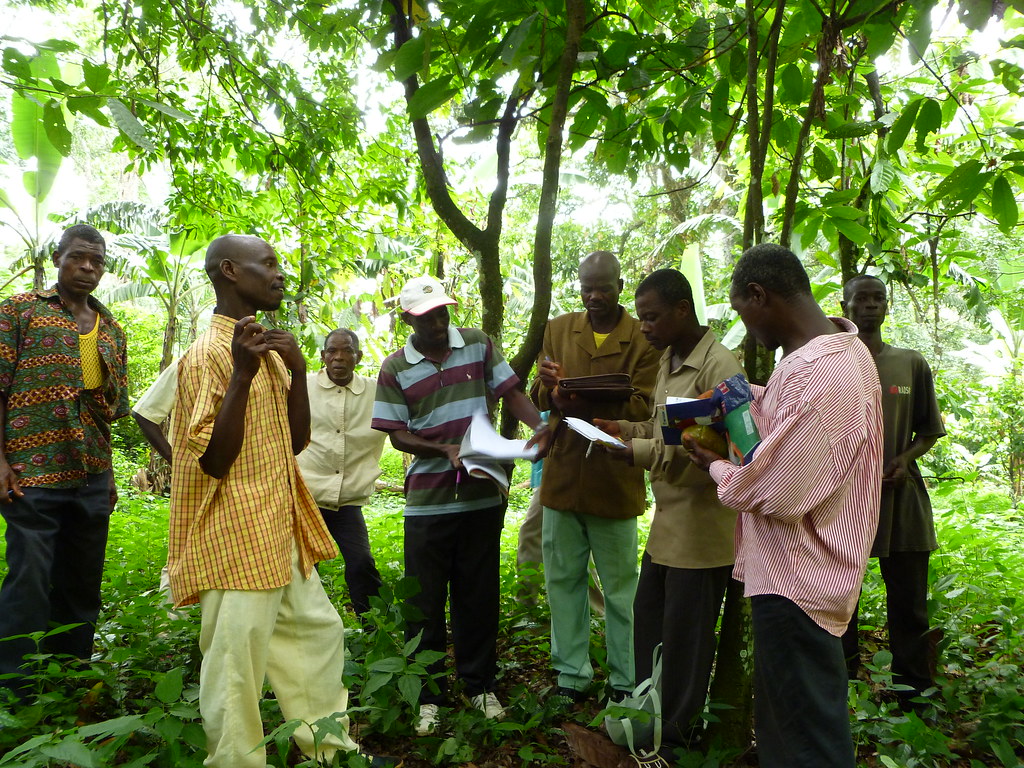 Visite collective de champ de cacao togo